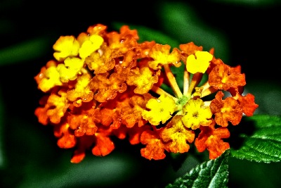 Tropische Pflanzen Bild 4