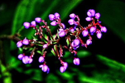 Tropische Pflanzen Bild 8