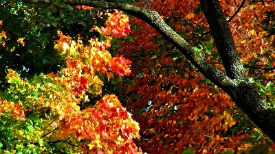 herbst - müga