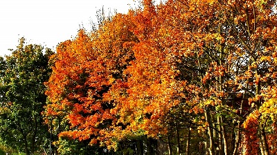 herbst - müga