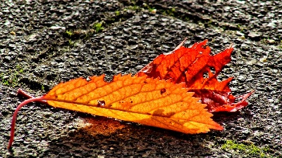 herbst
